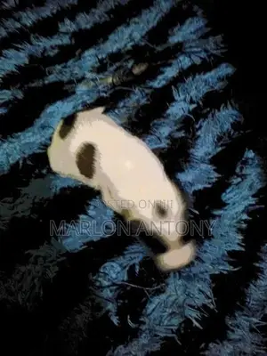 Japanese Spitz Puppies
