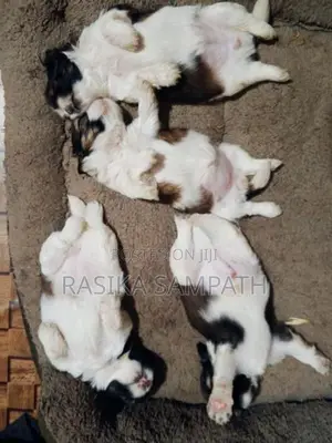 Shih Tzu Puppies