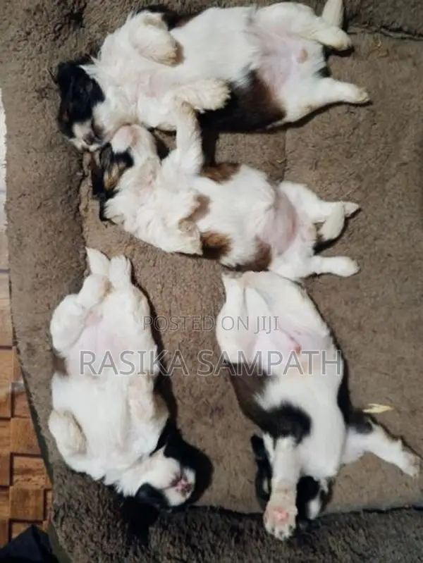 Shih Tzu Puppies