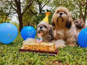 Shih Tzu Puppies