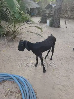 Goats