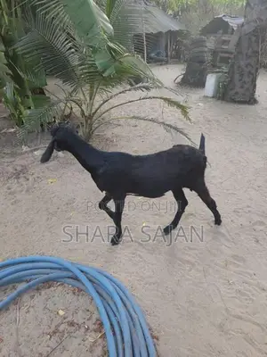 Goats