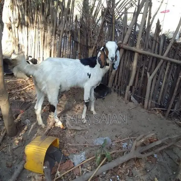 Goats