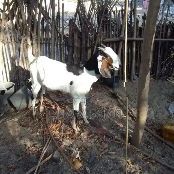 Goats