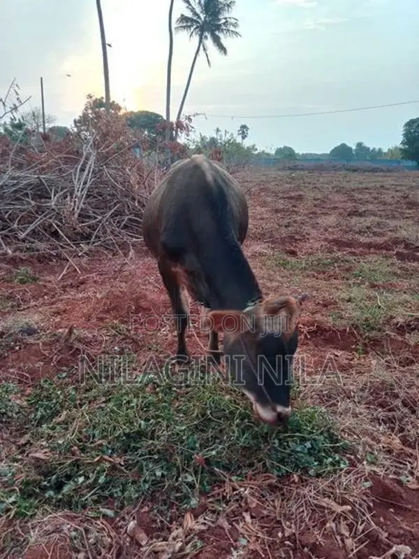 Naampan Maadu