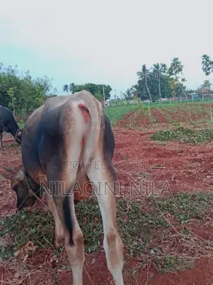 Naampan Maadu
