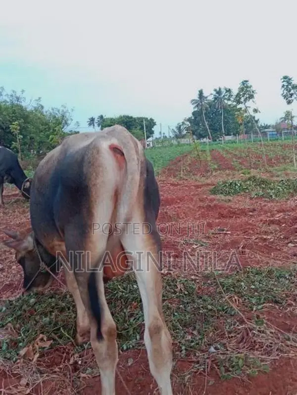 Naampan Maadu