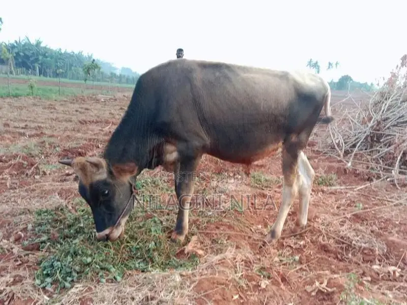 Naampan Maadu