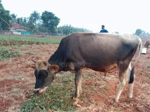 Naampan Maadu
