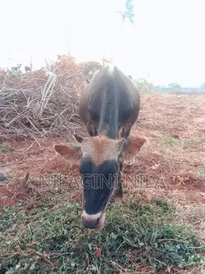 Naampan Maadu