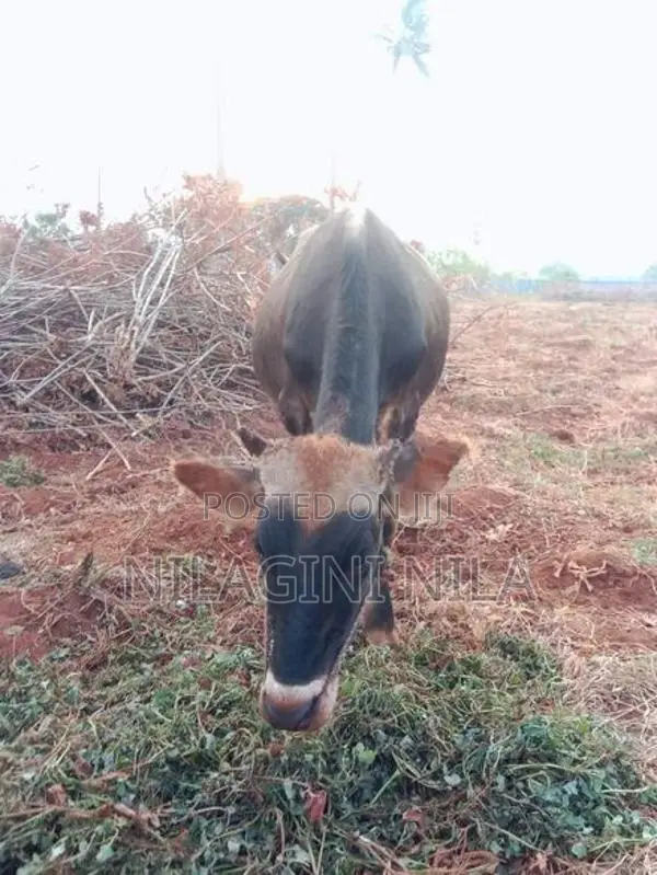 Naampan Maadu