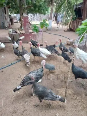 வான்கோழி