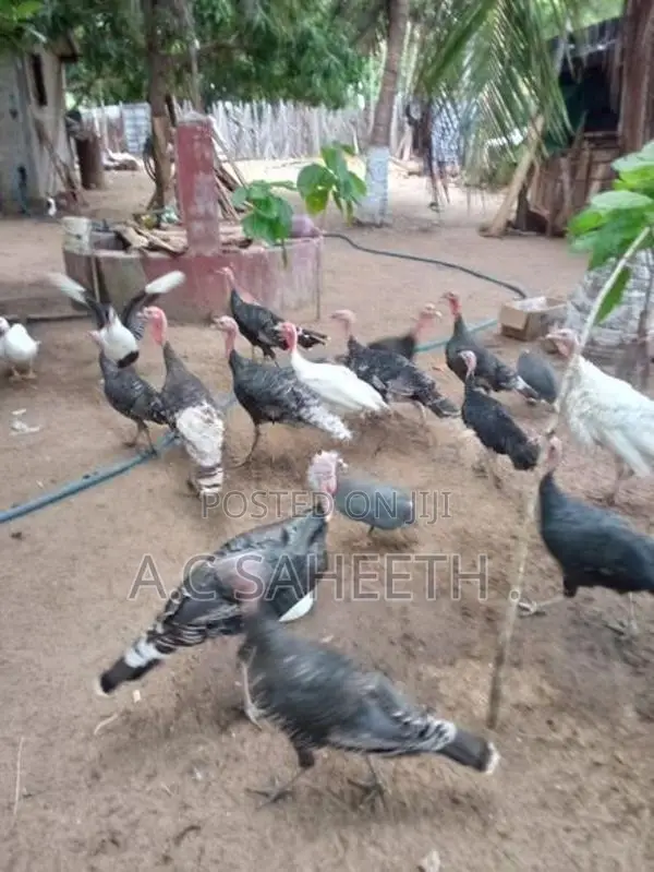 வான்கோழி