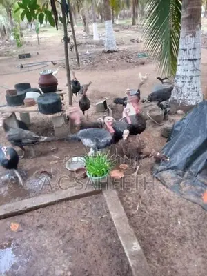 வான்கோழி
