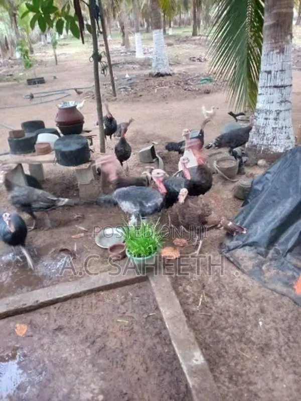 வான்கோழி