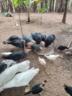 வான்கோழி