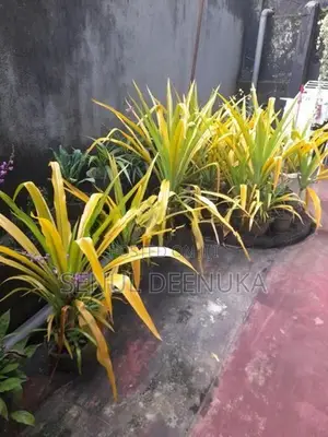 විසිතුරු මල් පැල