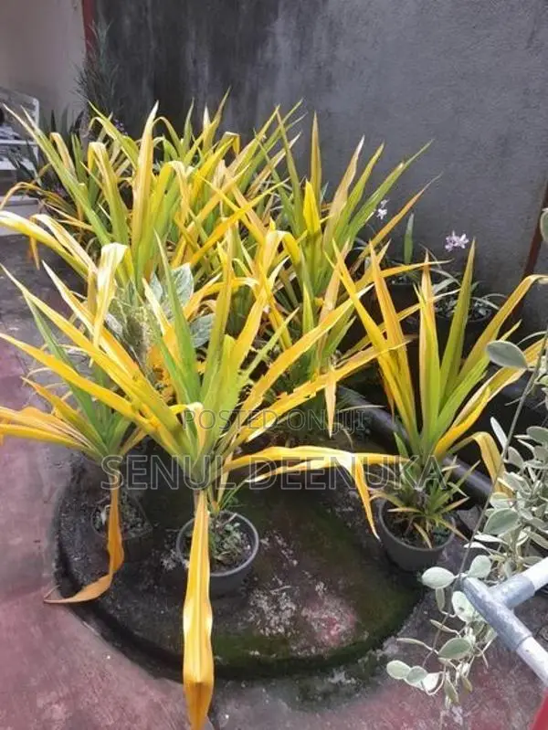 විසිතුරු මල් පැල