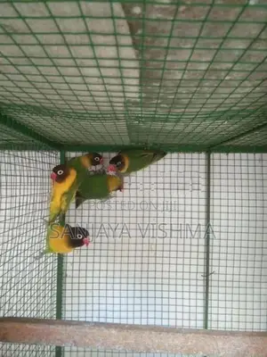 African Love Birds