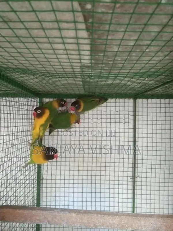 African Love Birds