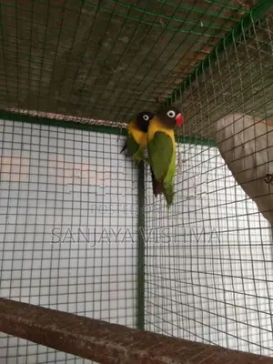 African Love Birds