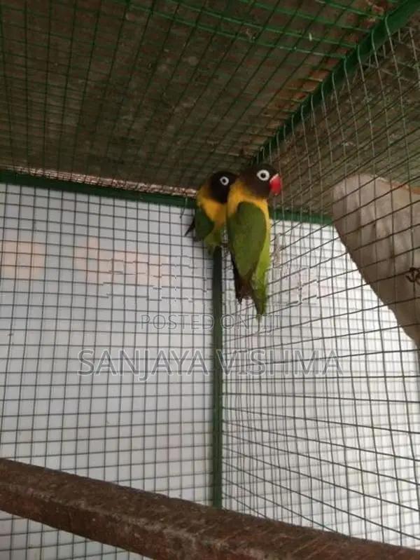 African Love Birds