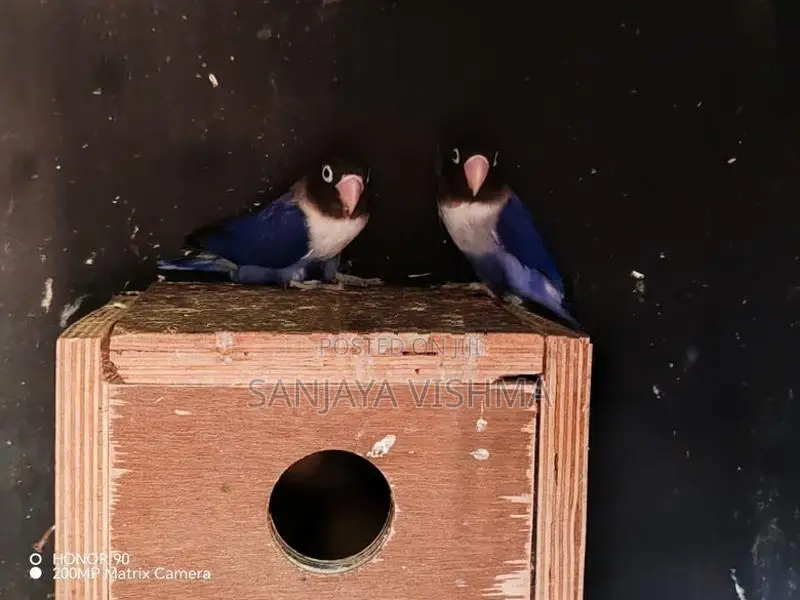 African Love Birds