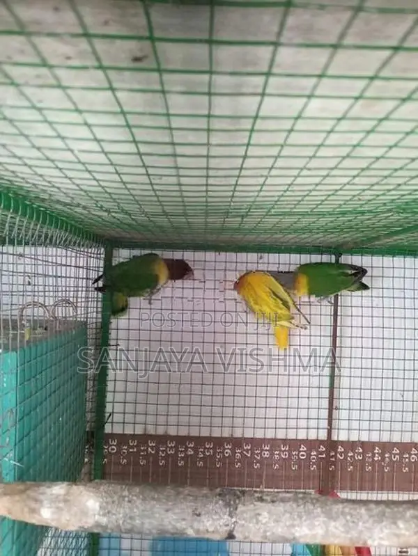 African Love Birds