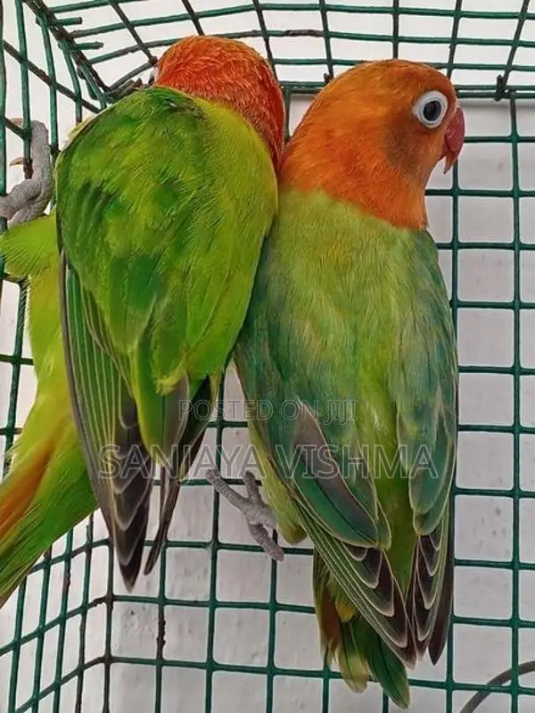 African Love Birds