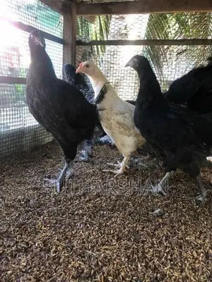 Country Chicken