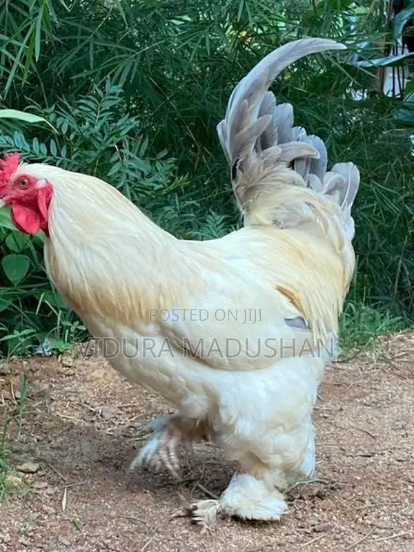 Brama Chicken