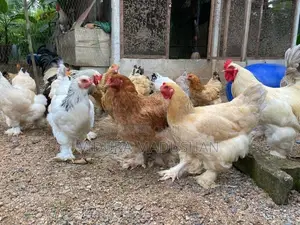 Brama Chicken
