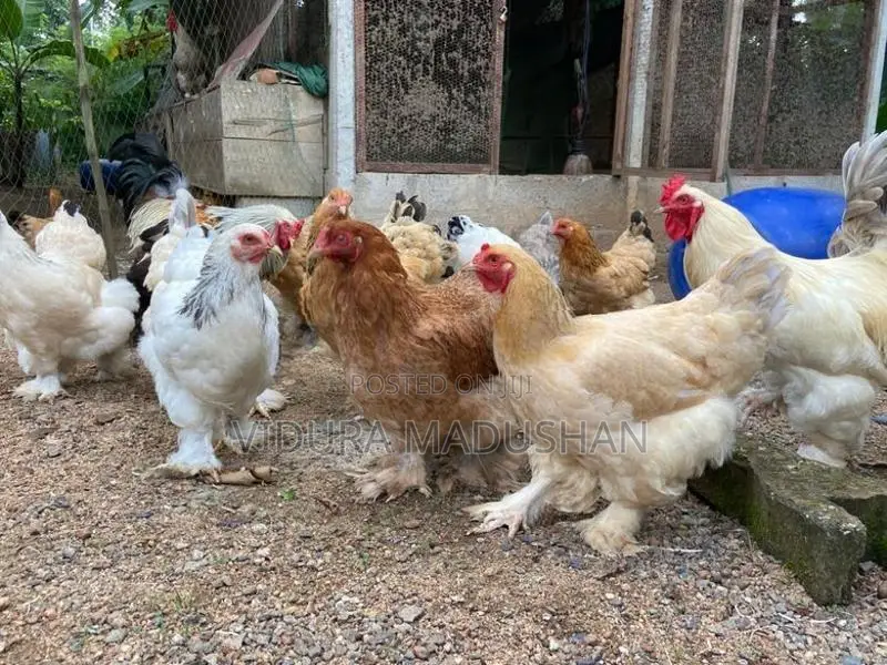 Brama Chicken