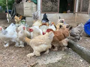Brama Chicken