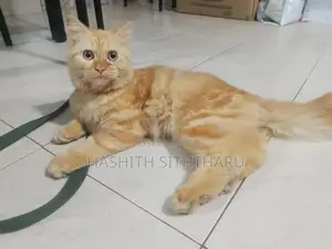 Persian Cat