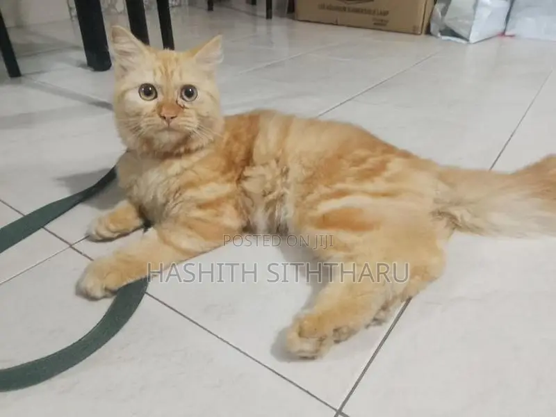 Persian Cat