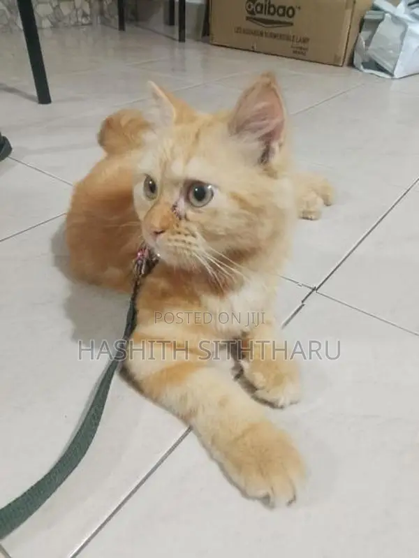 Persian Cat