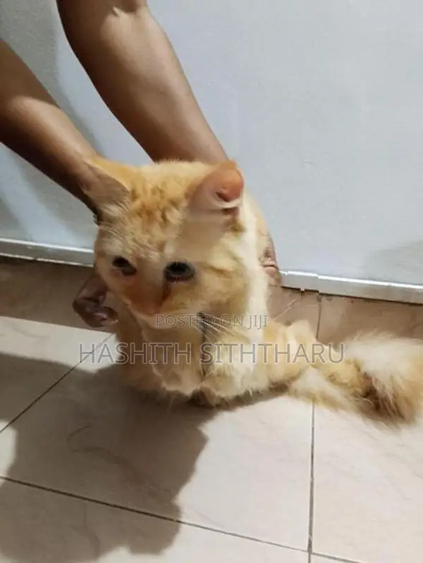 Persian Cat