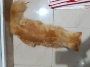 Persian Cat