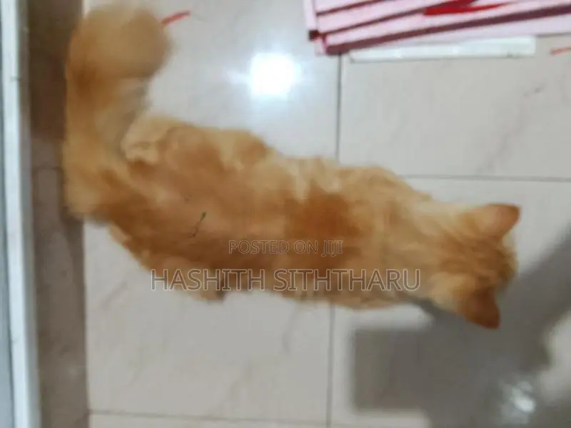 Persian Cat