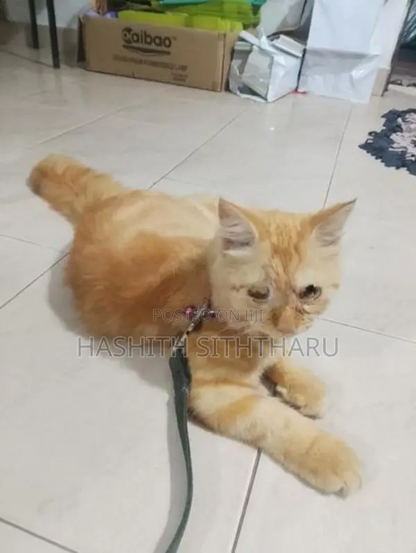 Persian Cat