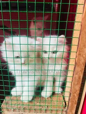 Persian Kitten