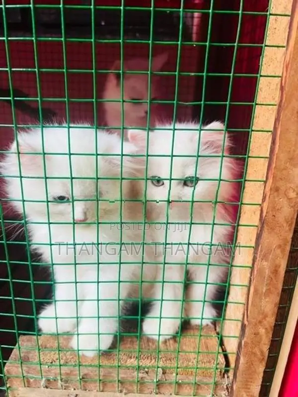 Persian Kitten