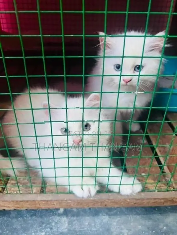 Persian Kitten