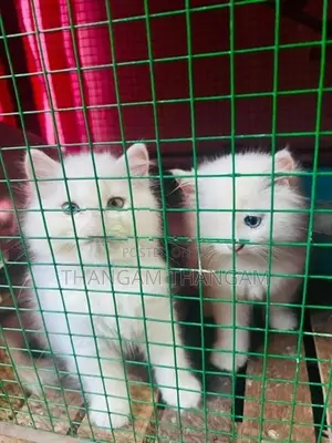 Persian Kitten