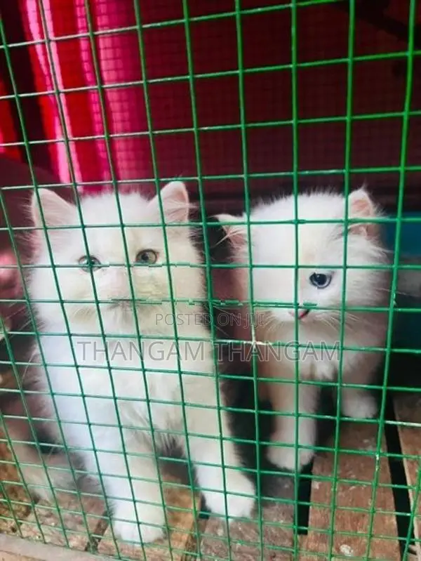 Persian Kitten