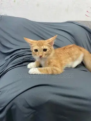Persian Cat