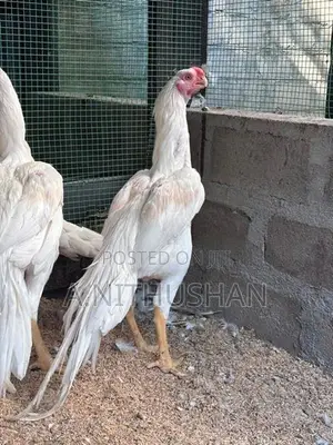 Parrot Nose Rooster