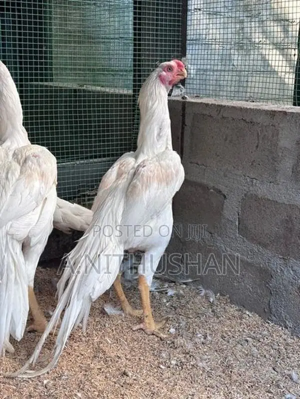Parrot Nose Rooster