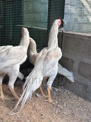 Parrot Nose Rooster